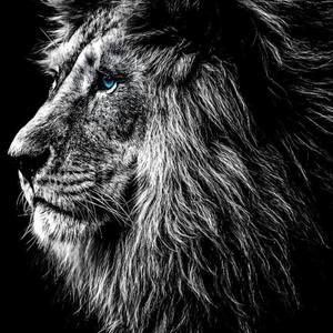 Meet your Posher, Wally